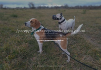 Кинолог Киев: Профессиональное Обучение и Тренировки Собак для Гармоничных Отношений